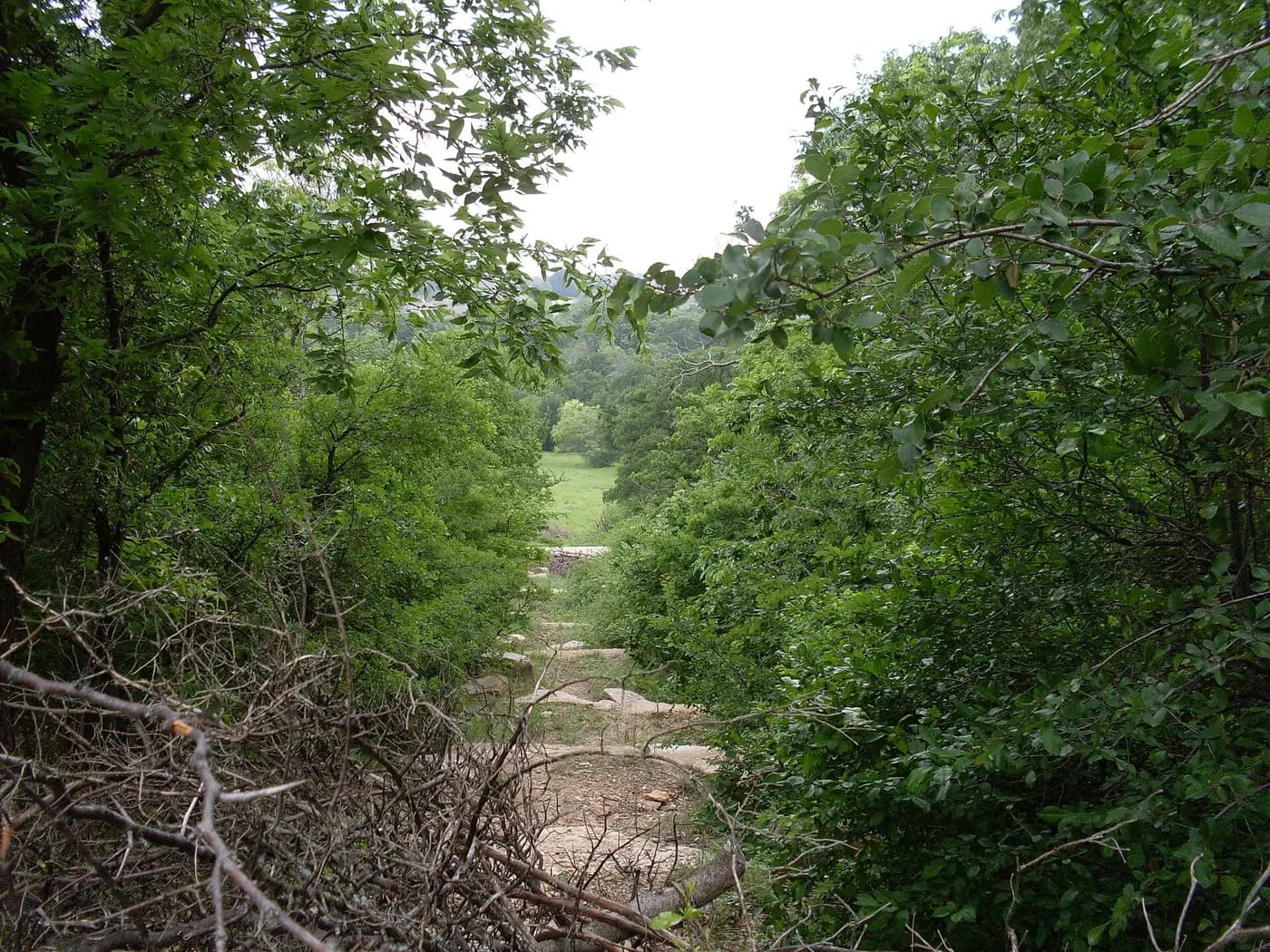 A view down a wooded slope at Arbor Hills Nature Preserve: green trees on both sides and a grassy meadow below