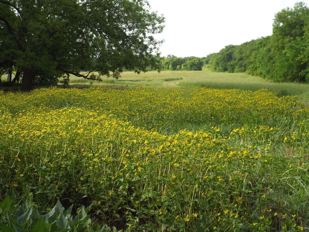 Connemara Meadow in spring: a field of yellow wildflowers with tall grass and trees behind