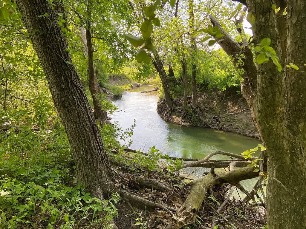 Rowlett Creek in Oak Point Park, Plano: a calm green creek between steep muddy banks, framed by tree trunks and spring leaves